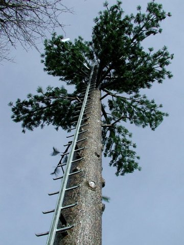 borovice_2.jpg
