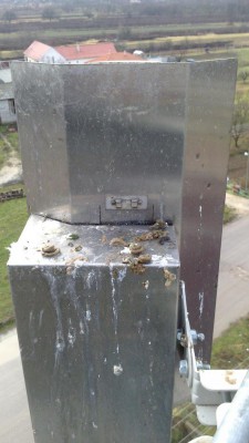 holub3.jpg