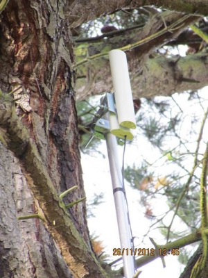 bigtreezoom.jpg